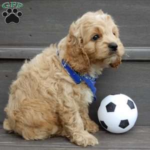 Tux, Cockapoo Puppy